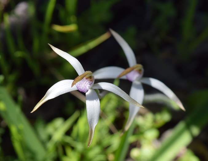 Caladenia - Spider Orchid-Vern-Westbrook-walk-Sep-2018p0028.JPG